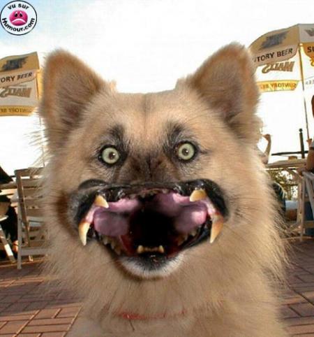 chien