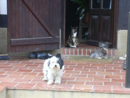 choupette, anais, chipie